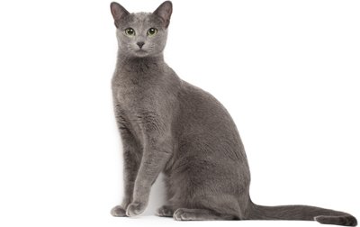 تصویر راشن بلو (Russian Blue)